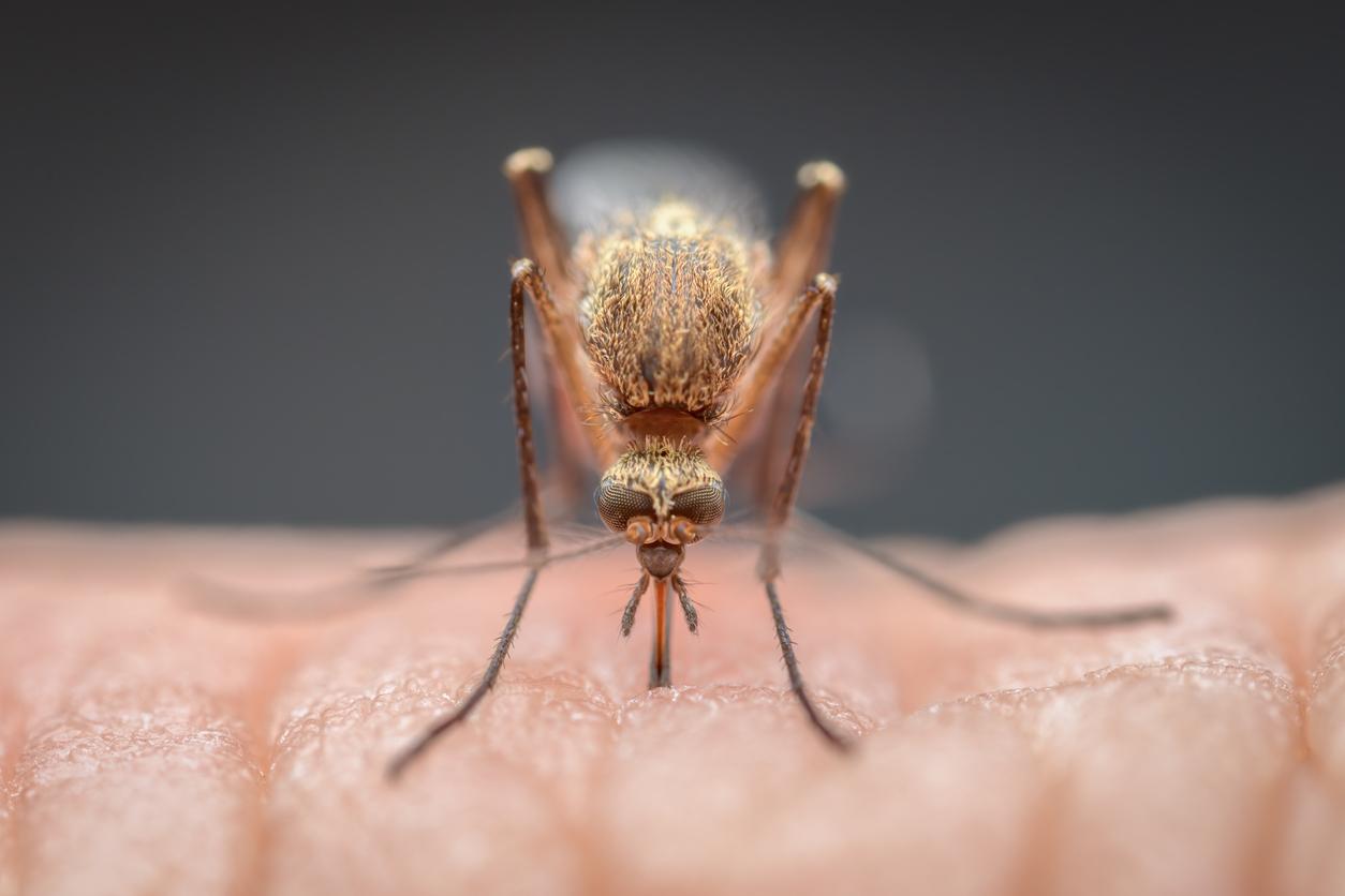 Oropouche : le nouveau virus qui inquiète les autorités sanitaires mondiales