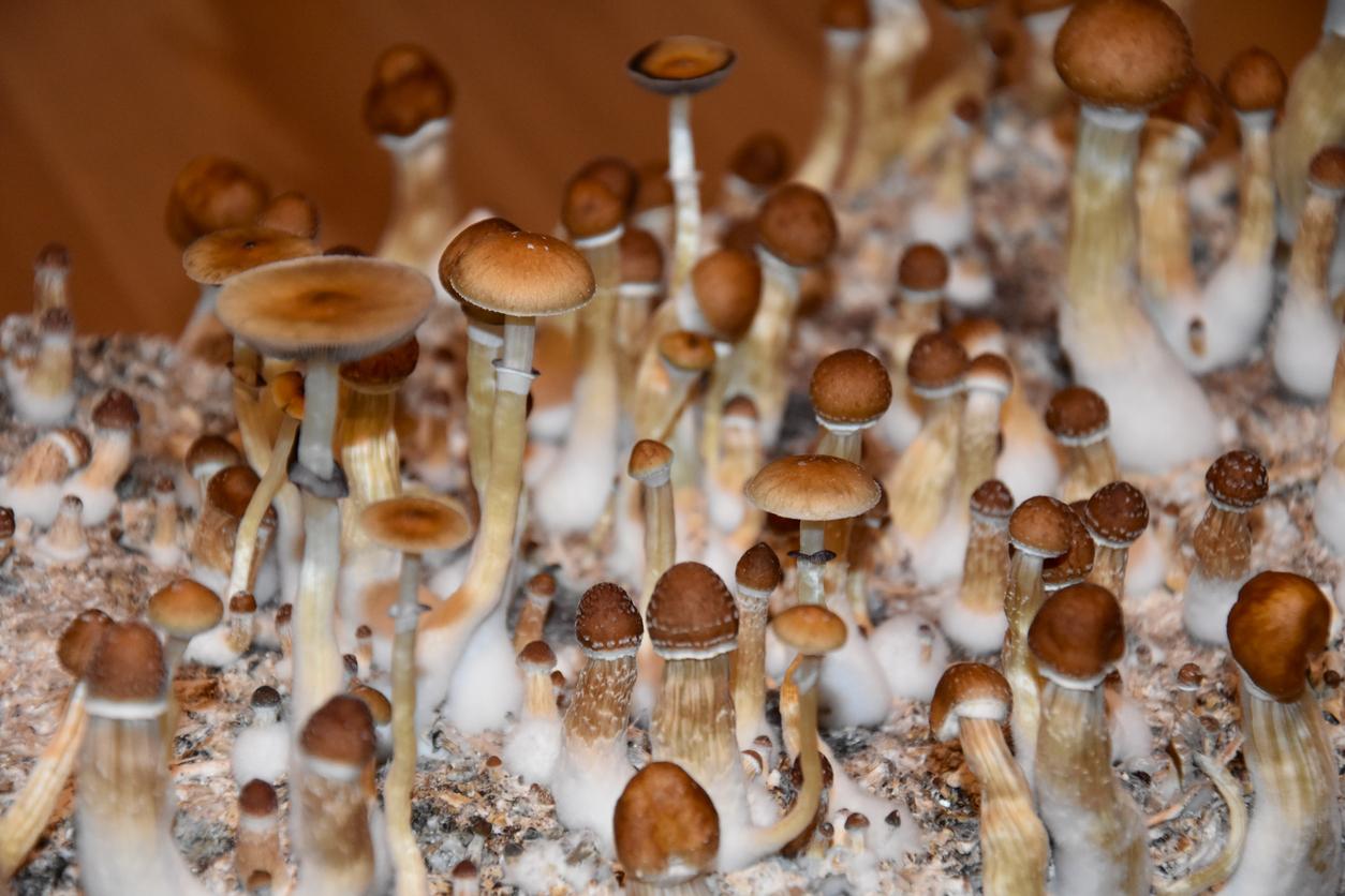 Depression: Is psilocybin as effective as antidepressants?