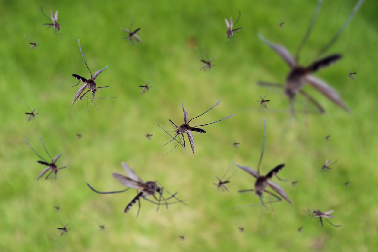 Dengue : une prime pour la capture de moustiques aux Philippines