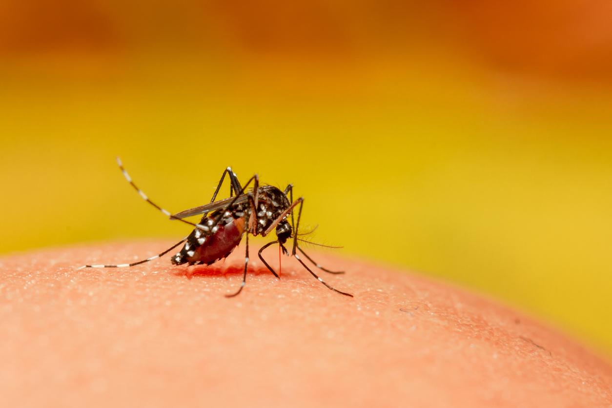 Mosquito: a protein in their saliva promotes infections