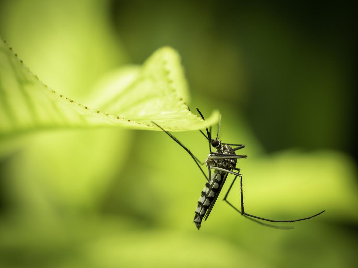 Le moustique-tigre est bien le vecteur de la dengue en France