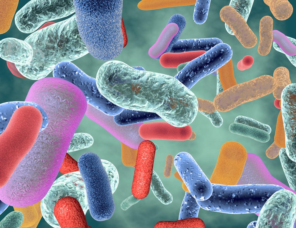 Comment les régimes protéinés influencent le microbiome intestinal