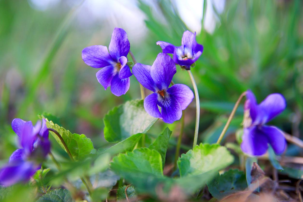 Glioblastome : les molécules de cette fleur aideraient à lutter contre ce cancer du cerveau