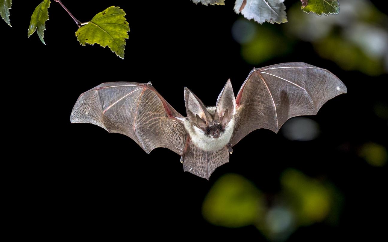 La rage détectée sur une chauve-souris en Mayenne