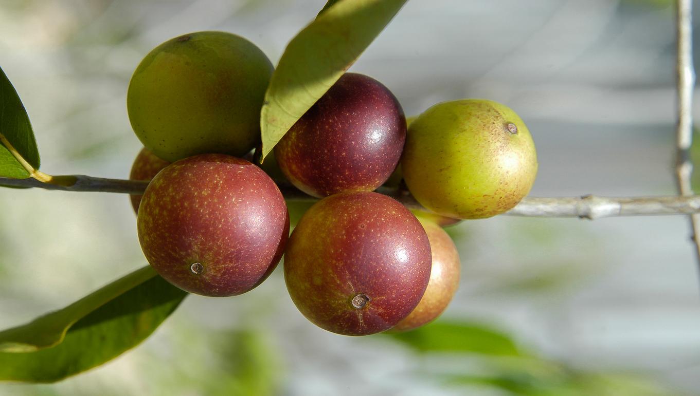 Fatty Liver Disease: This Fruit From The Amazon Rainforest Reduces Liver Fat