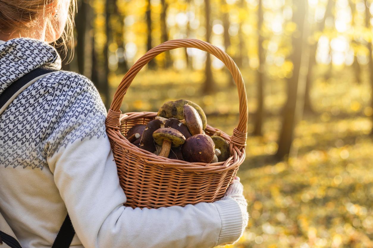 Cueillette des champignons : les symptômes pouvant faire craindre une intoxication