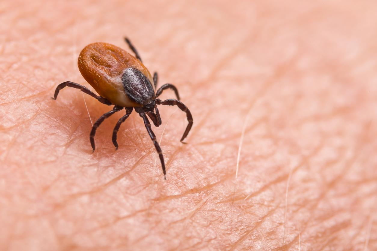 Lyme disease: the bacteria's DNA completely mapped