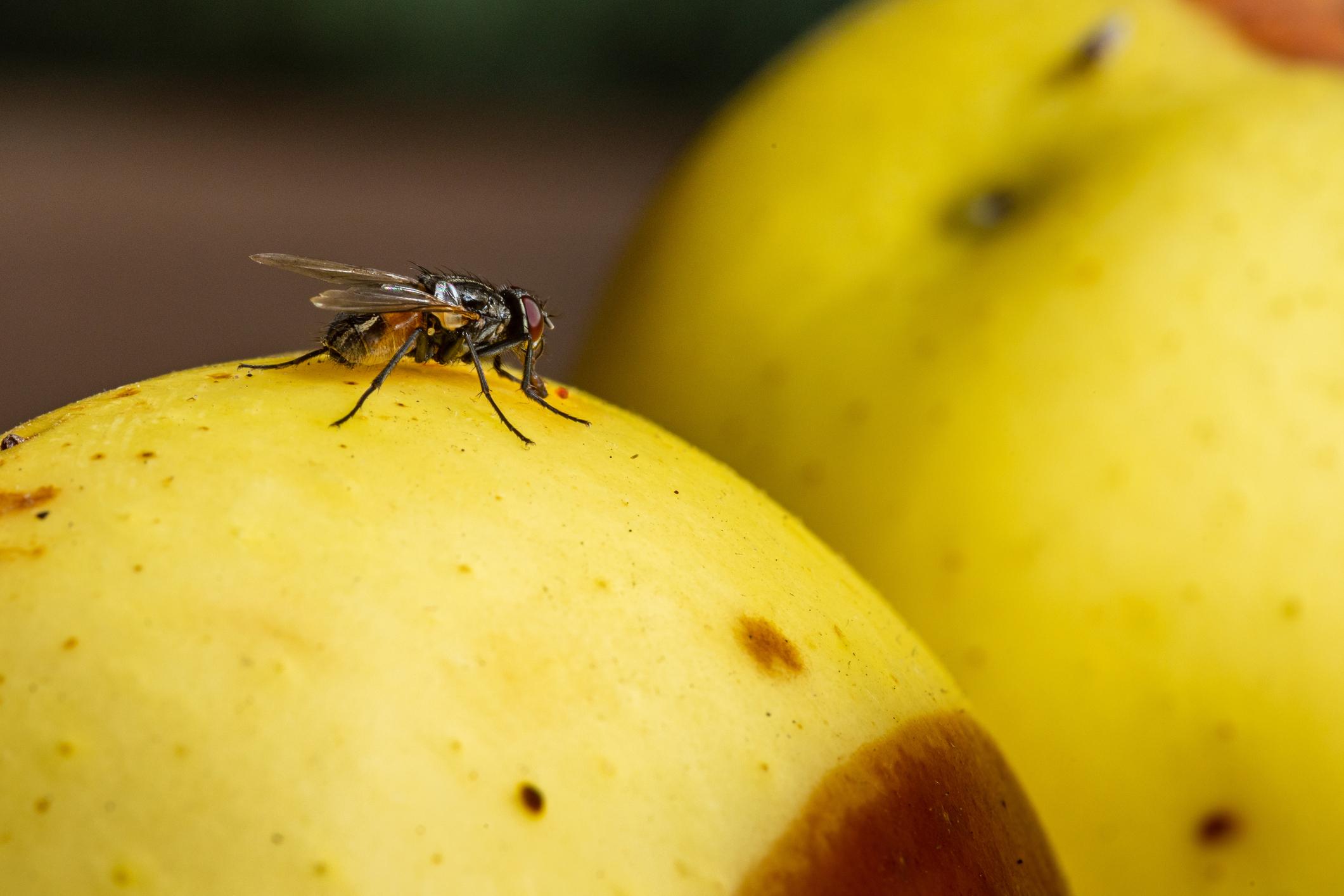 Parkinson's: gene identified in fruit flies could reverse symptoms