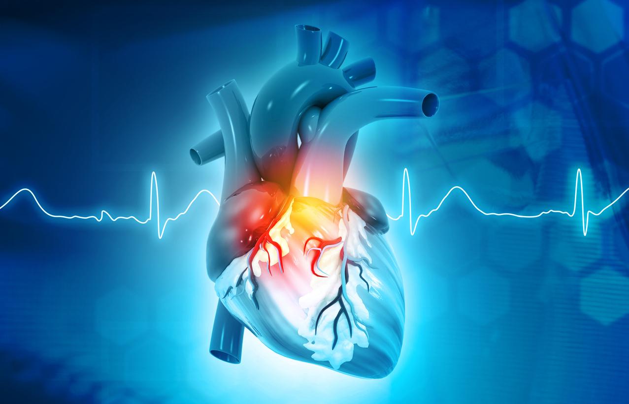 Cœur : la sérotonine pourrait abîmer la valve mitrale