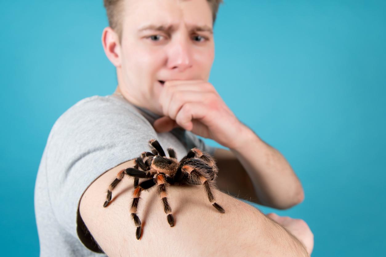 Public speaking, vacuums, spiders: these phobias activate different parts of the brain