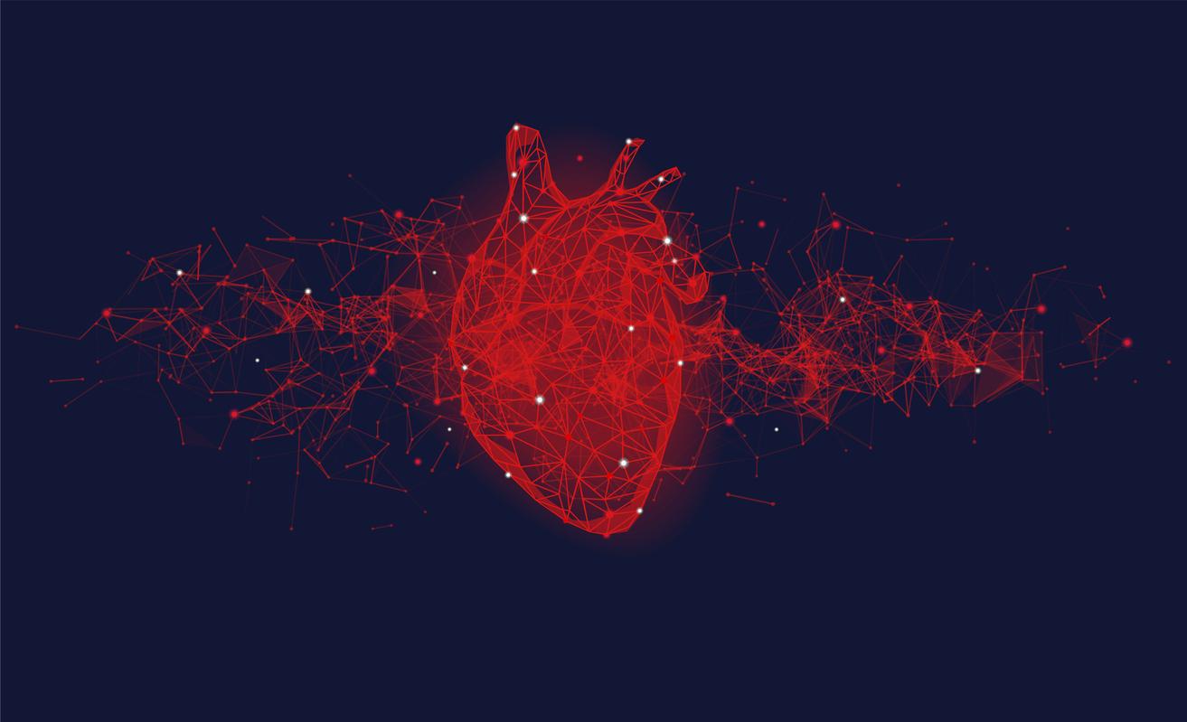 Le cœur humain pourrait avoir une capacité cachée à se réparer lui-même