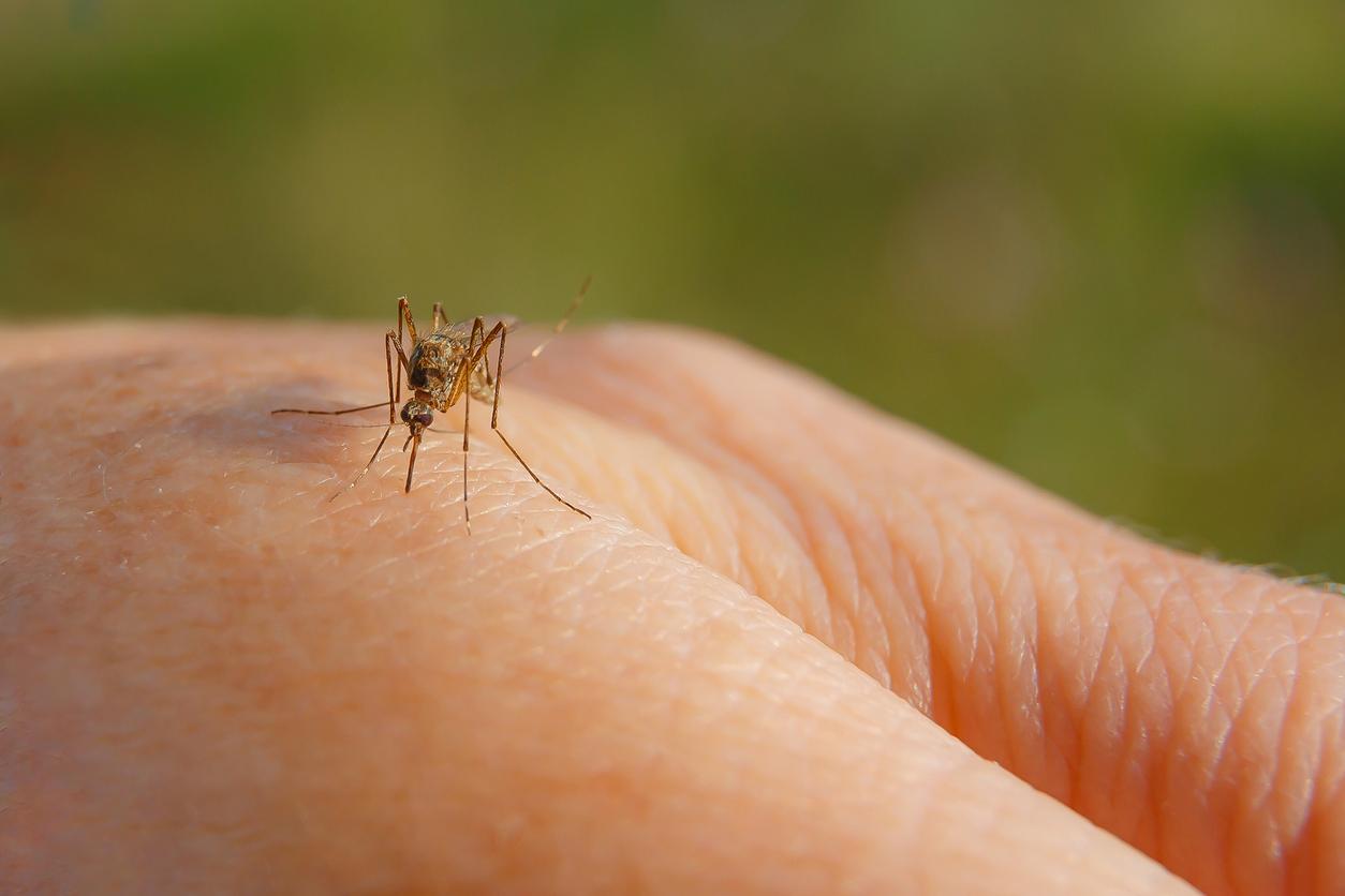 Virus du Nil occidental : trois cas autochtones identifiés dans le Var