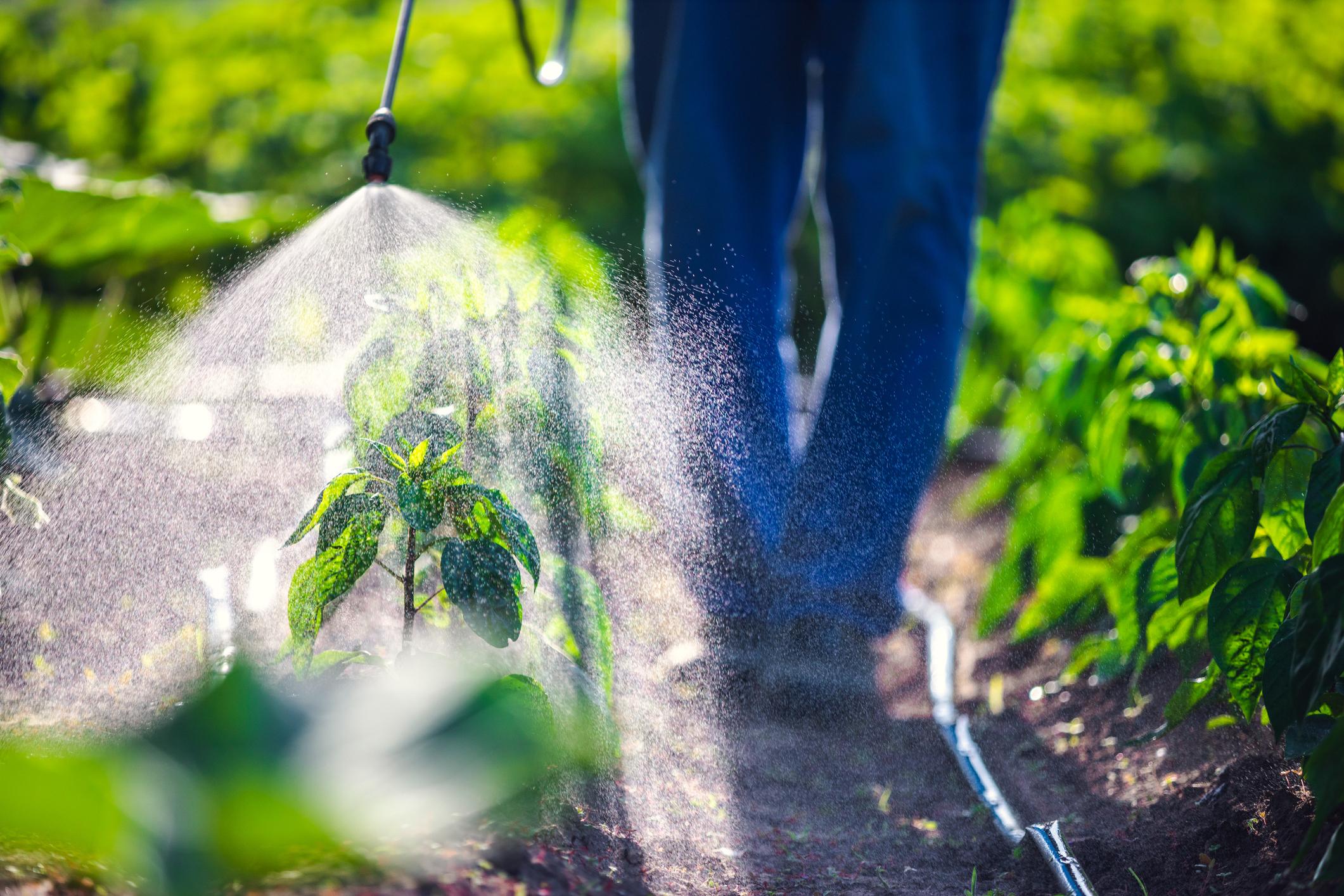 Cancer de la prostate : les pesticides augmentent-ils le risque ?