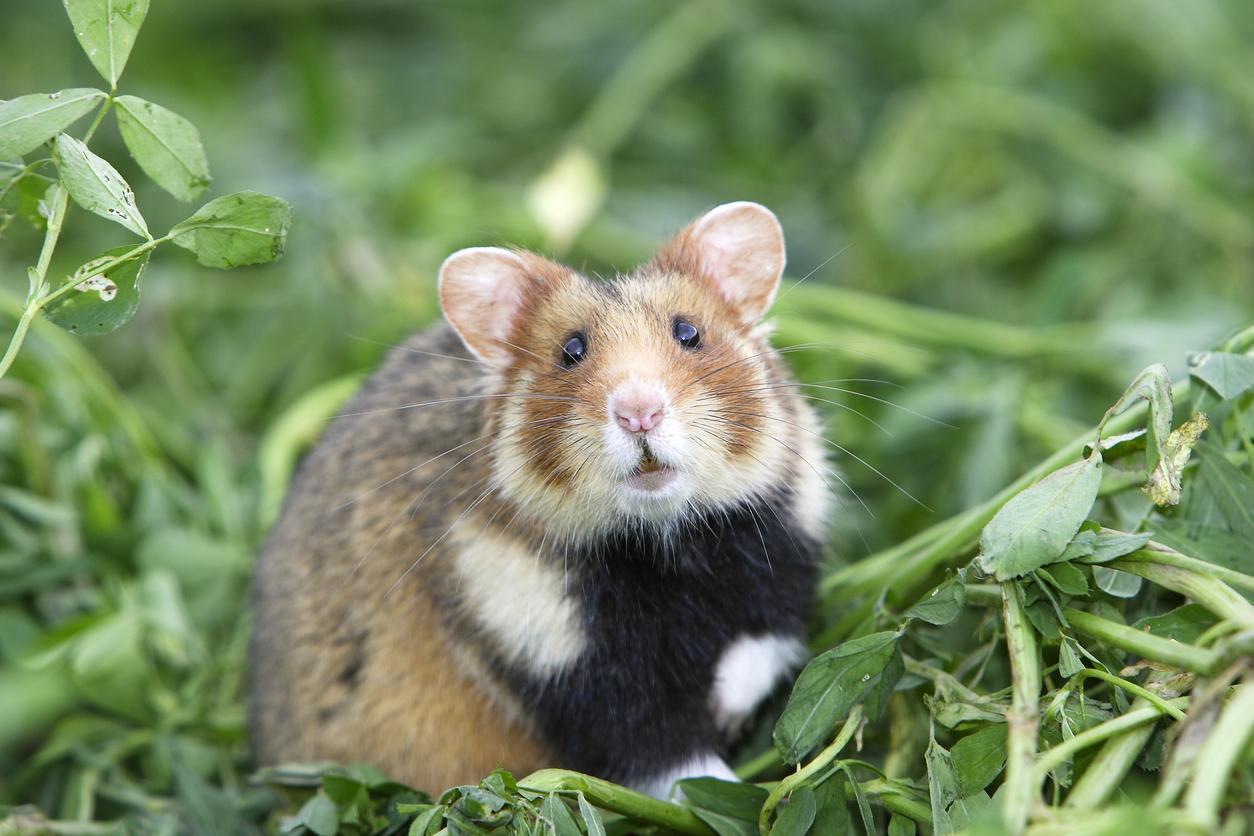 Après avoir été mordue par un hamster, une mère de famille meurt