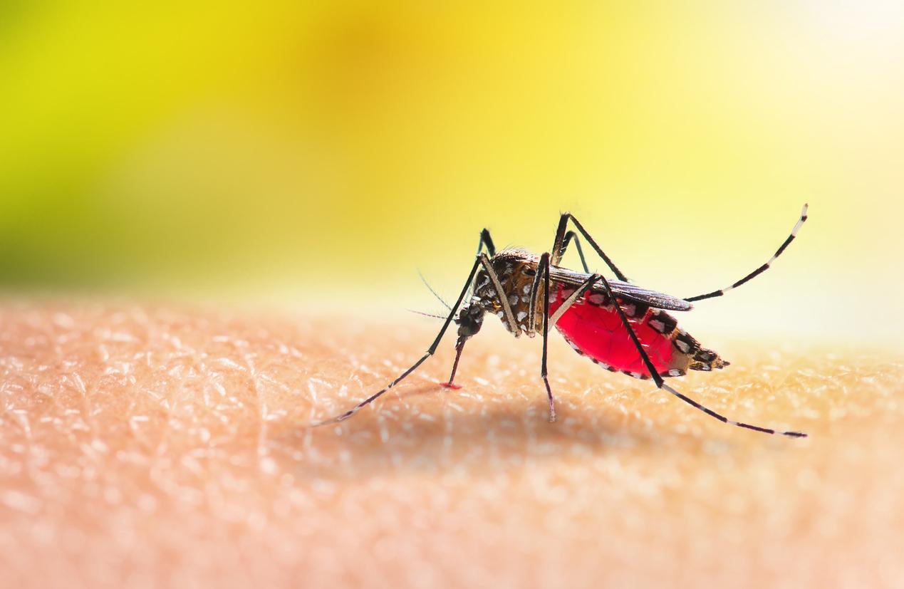 Mosquitoes: Modified bacteria could help repel them