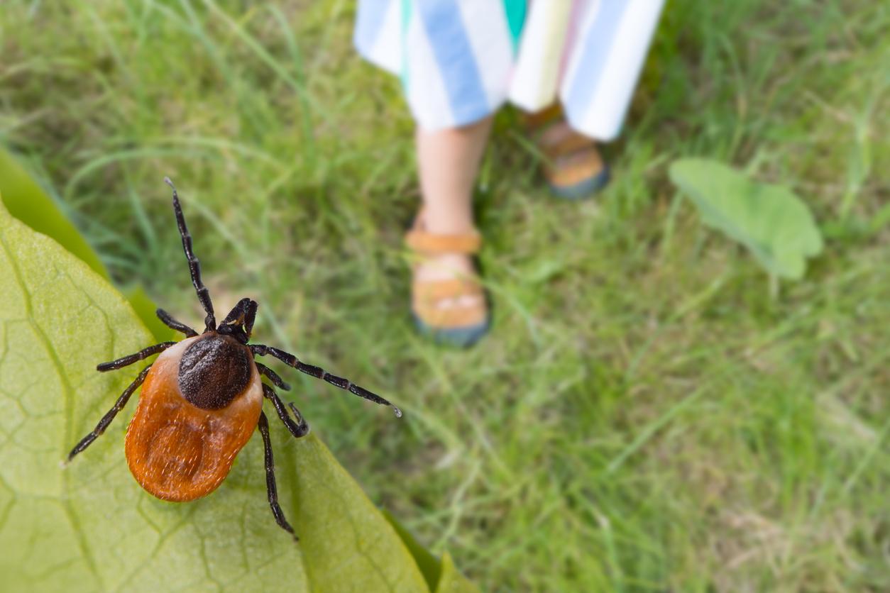 Lyme : de nouvelles recommandations aux médecins pour éviter l'errance diagnostique