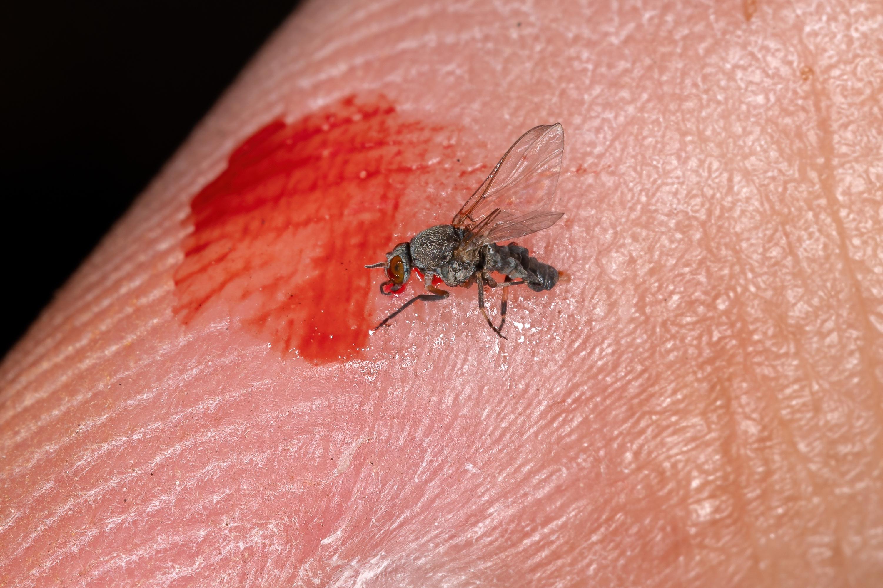Black flies in Spain: what are the risks in the event of a bite?