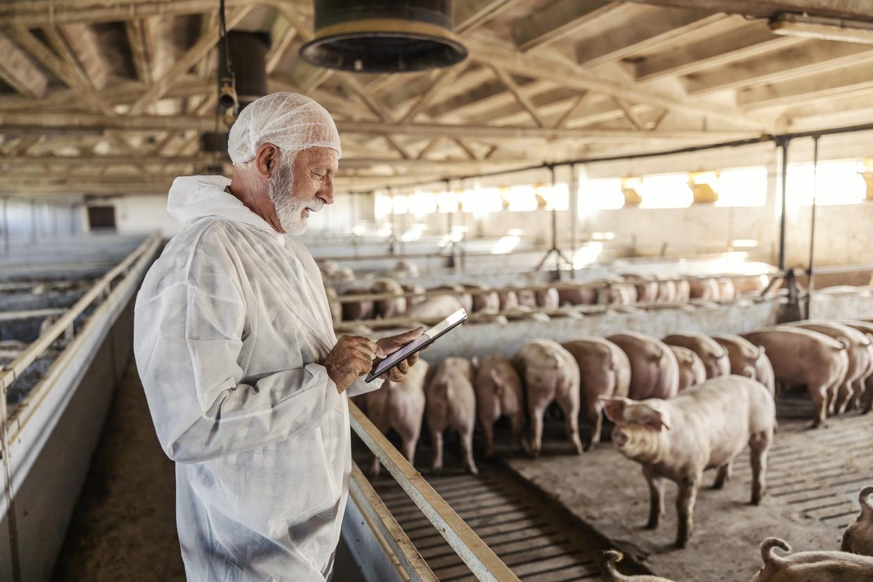 Grippe porcine : l’Anses recommande d’être plus vigilant 