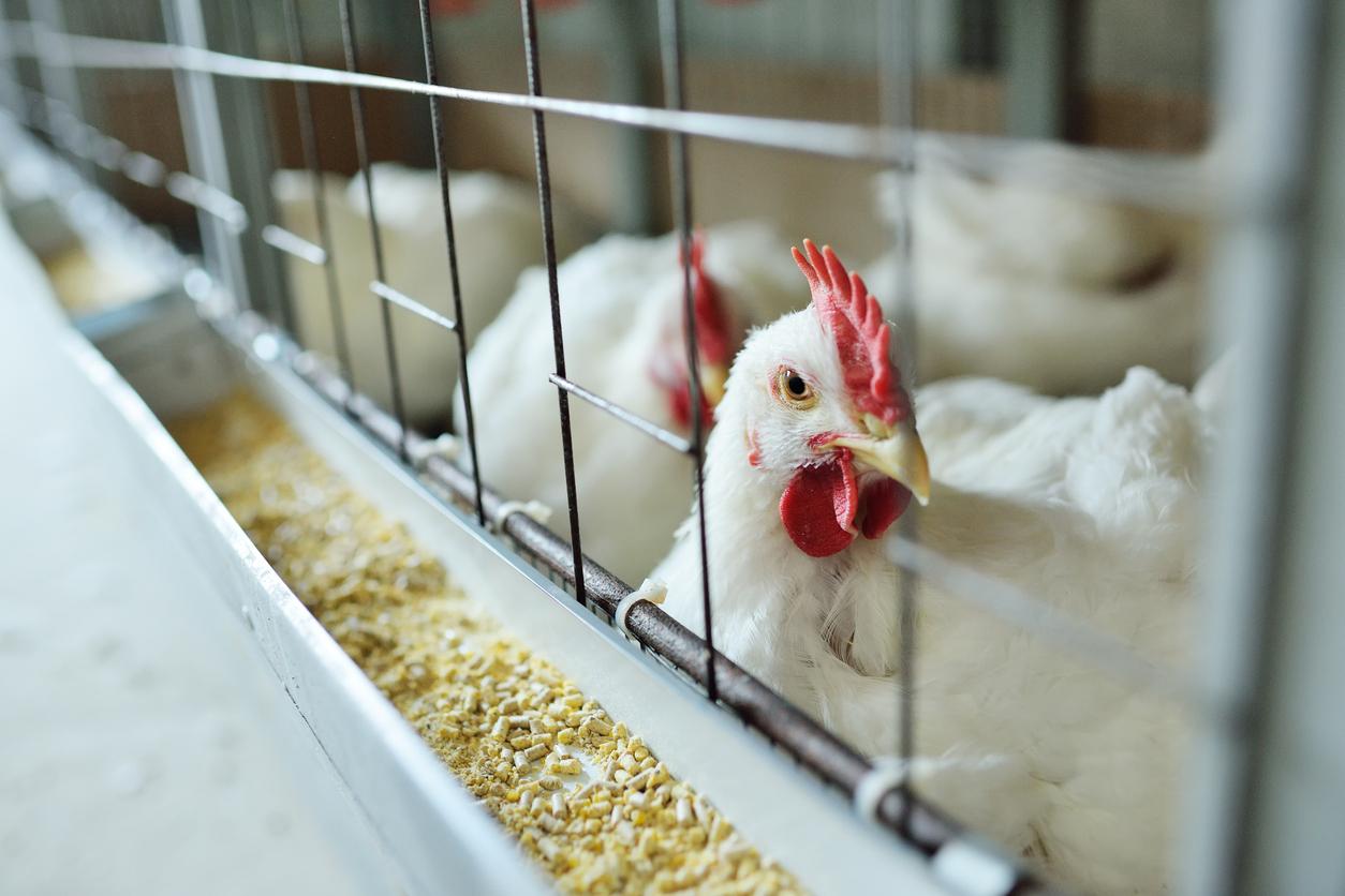 Foyer de grippe aviaire dans l’Eure : ce qu’il faut savoir