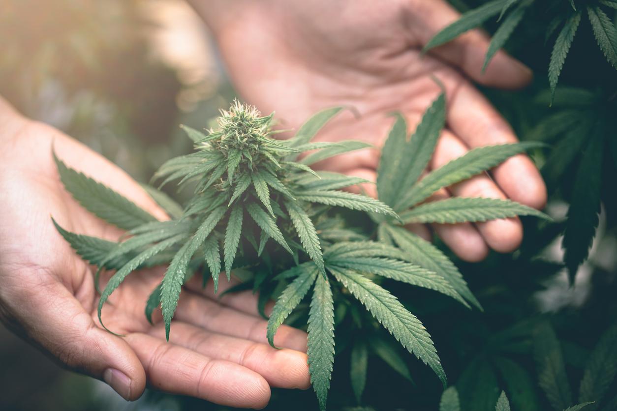 Le cannabis comme moyen pour combattre l'anxiété ?