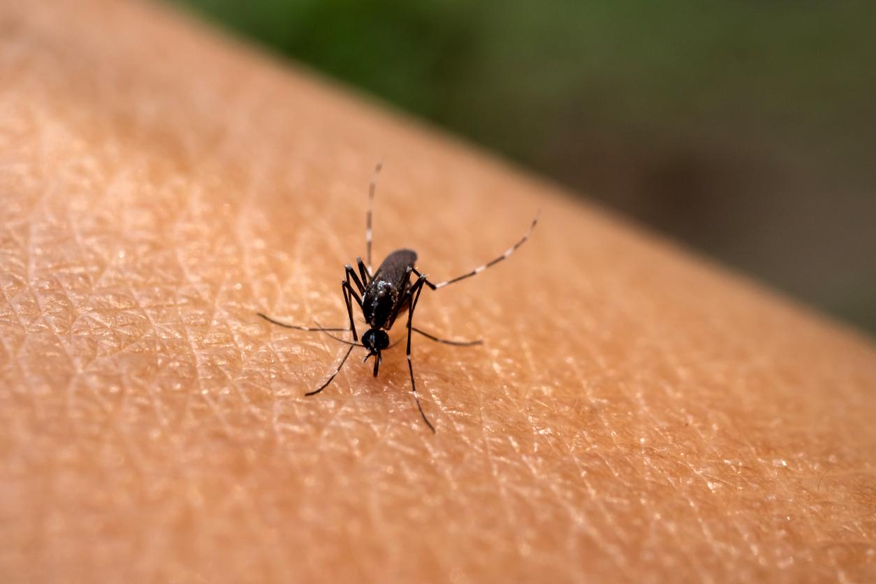 Chikungunya : le virus poursuit sa progression à La Réunion