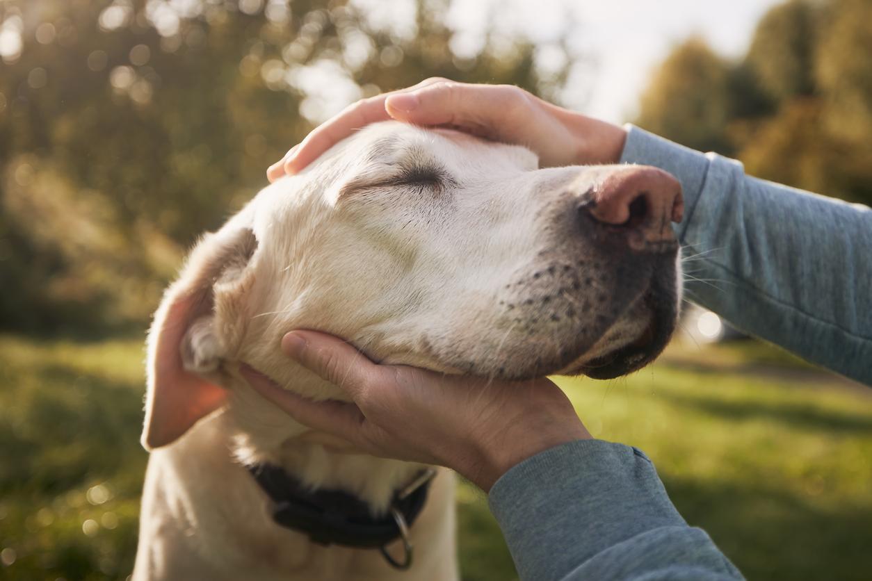 What if your stress was impacting your dog's behavior? 