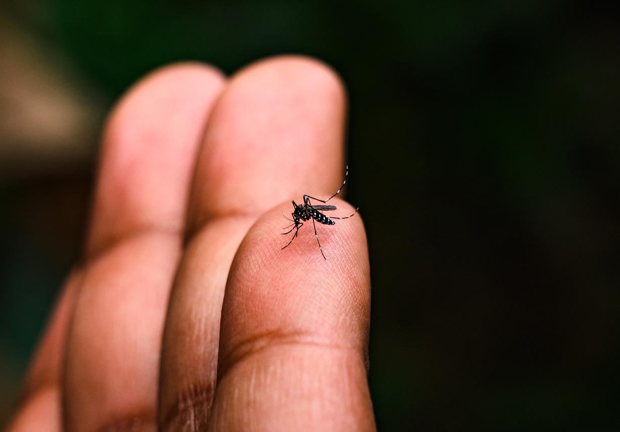 Dengue : un cas sur cinq est dû au changement climatique, selon une étude