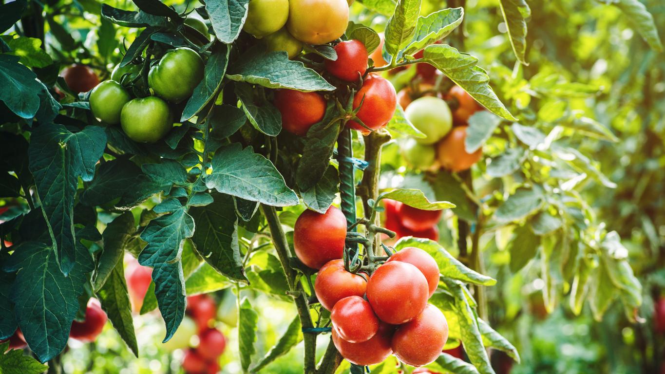 Dépression : un pigment dans les tomates favoriserait la connectivité des cellules cérébrales