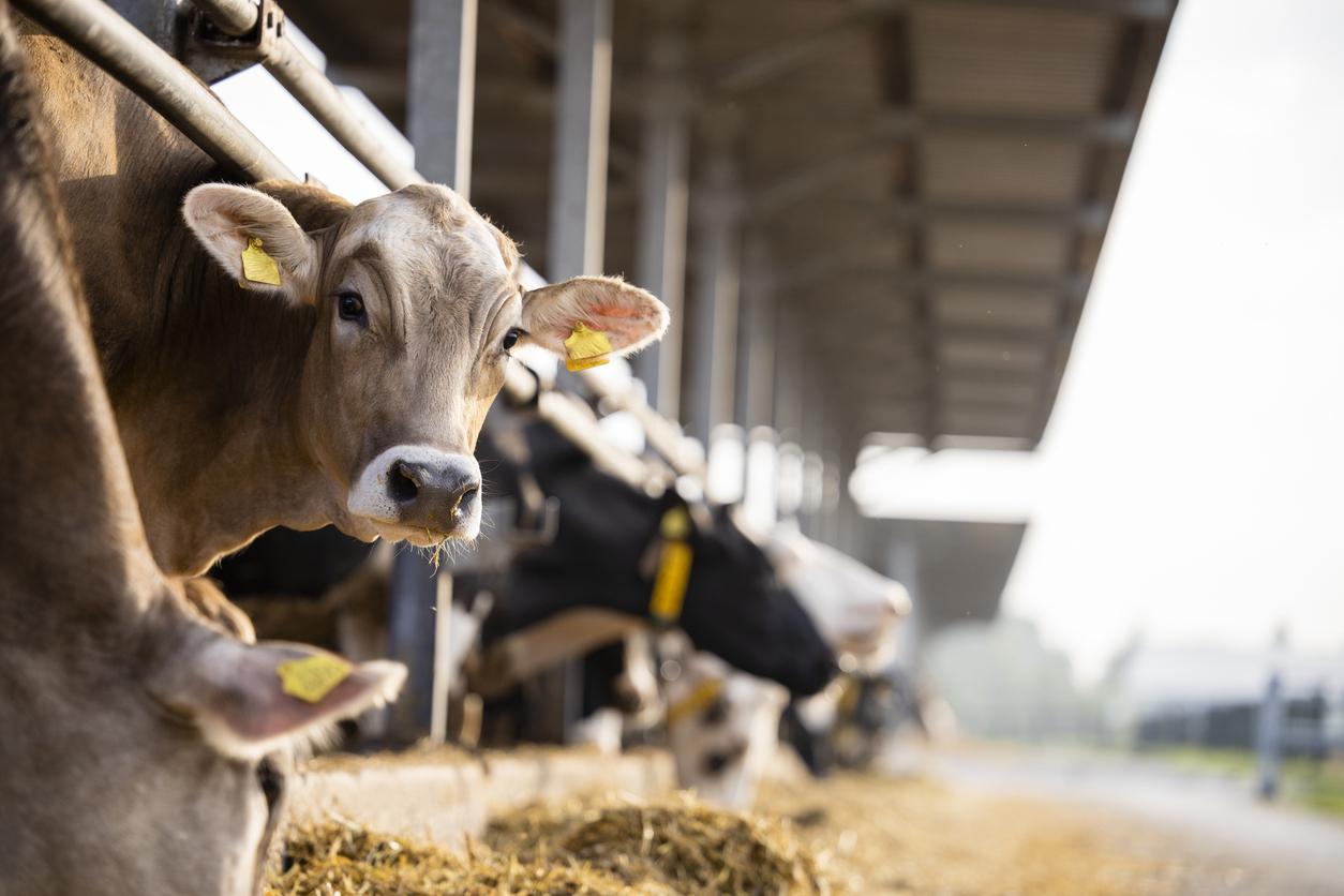 Hernie discale : un gel inspiré de la bave de vache pour soulager les patients opérés