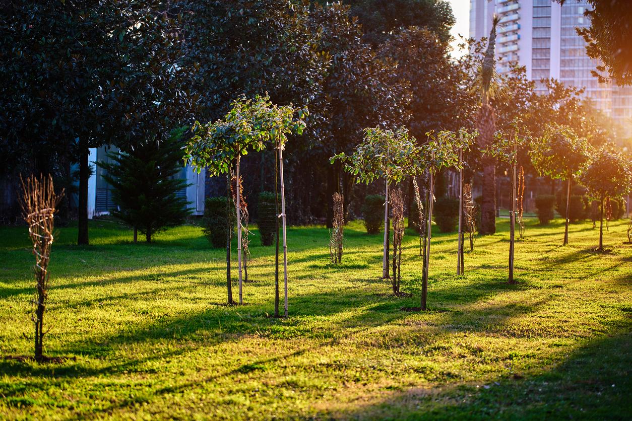 Vivre dans des espaces verts réduirait le niveau d’inflammation 