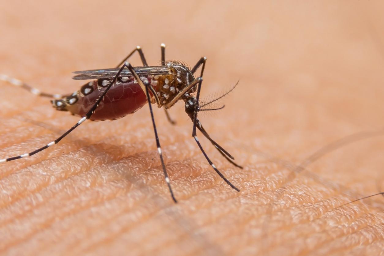 Dengue : les cas importés continuent de grimper