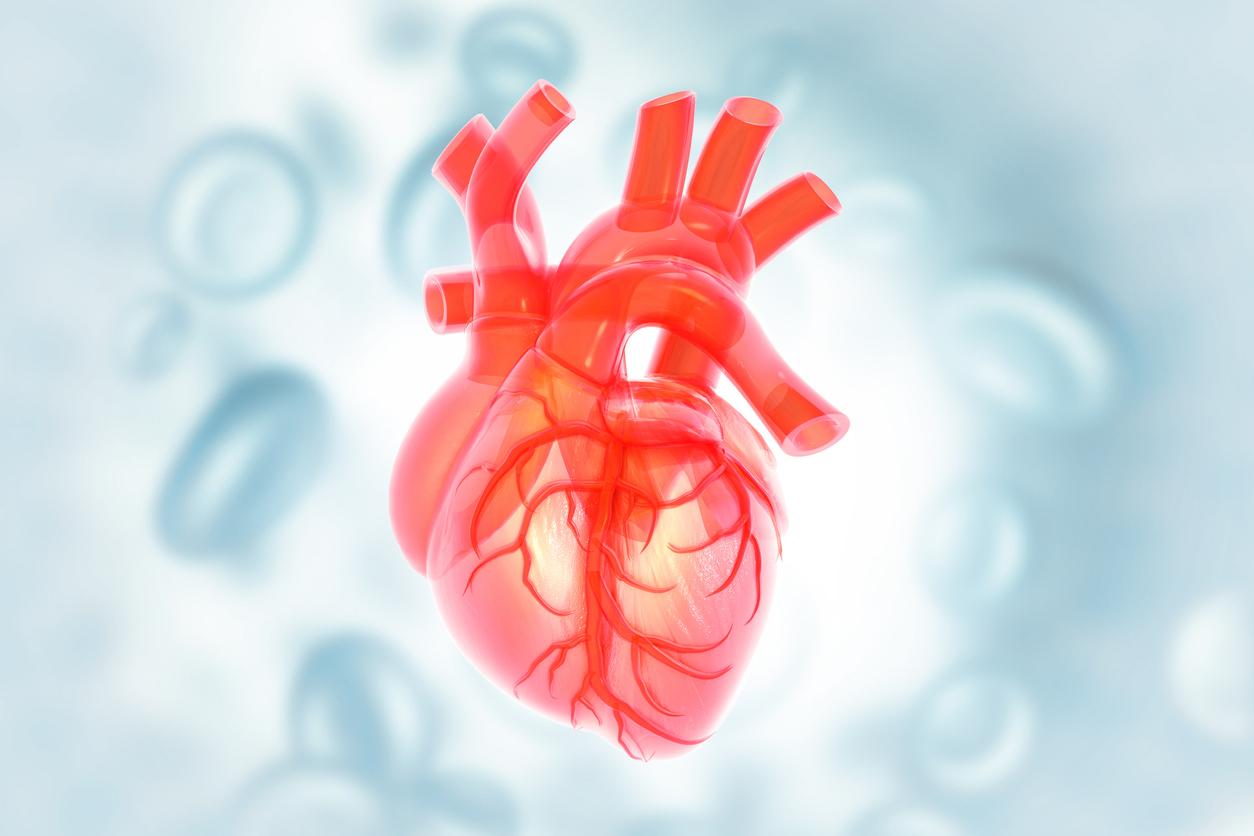 L’aorte fournit un effet de pompage supplémentaire pour le cœur