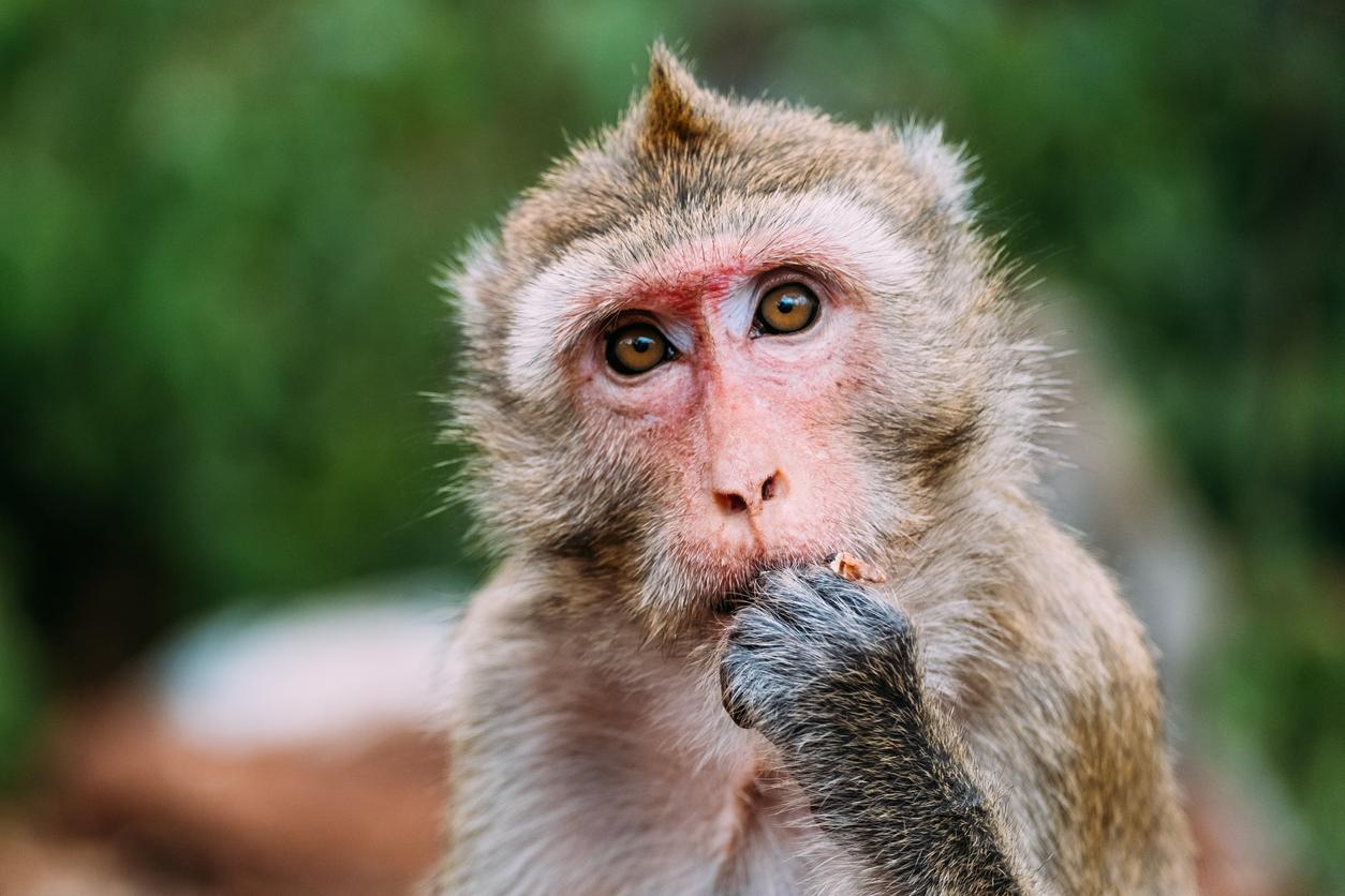 Ebola : des singes soignés grâce à un simple comprimé