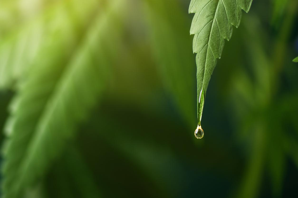 Le cannabis aide les femmes à atteindre l’orgasme