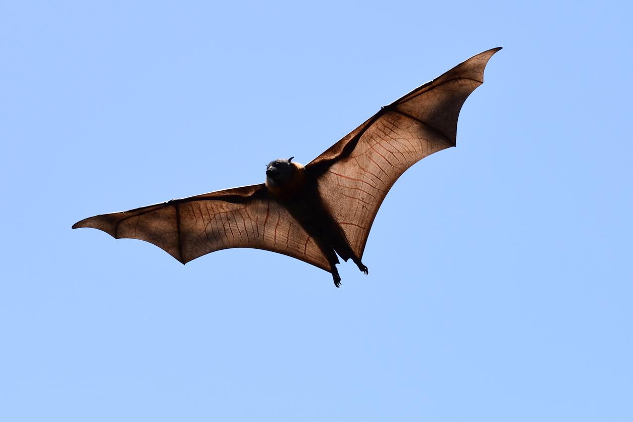 A new coronavirus, present in bats, can enter human cells