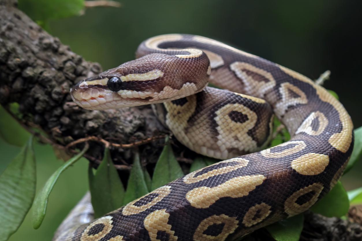 Maladies cardiaques : les coeurs des pythons pourraient inspirer de nouvelles thérapies