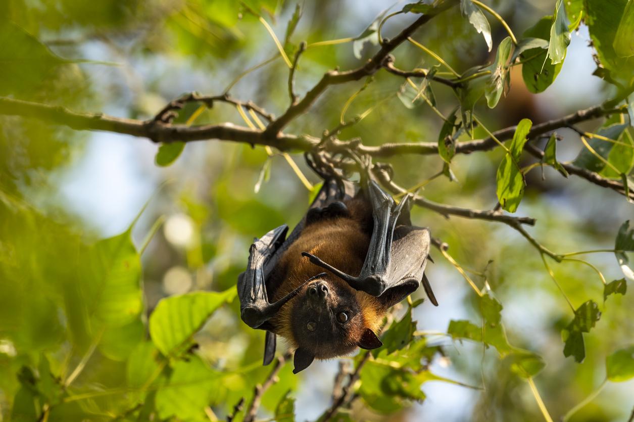 Rage : une enseignante décède après avoir été mordue par une chauve-souris 