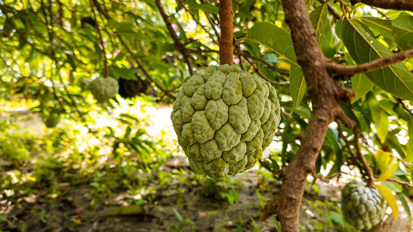 Pain, arthritis: discover the powers of the leaves of the cinnamon apple tree