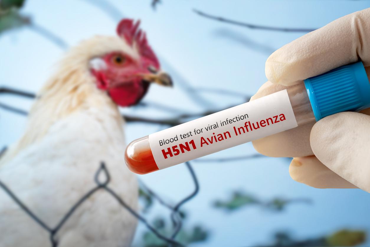 Avian flu: a first case in the north