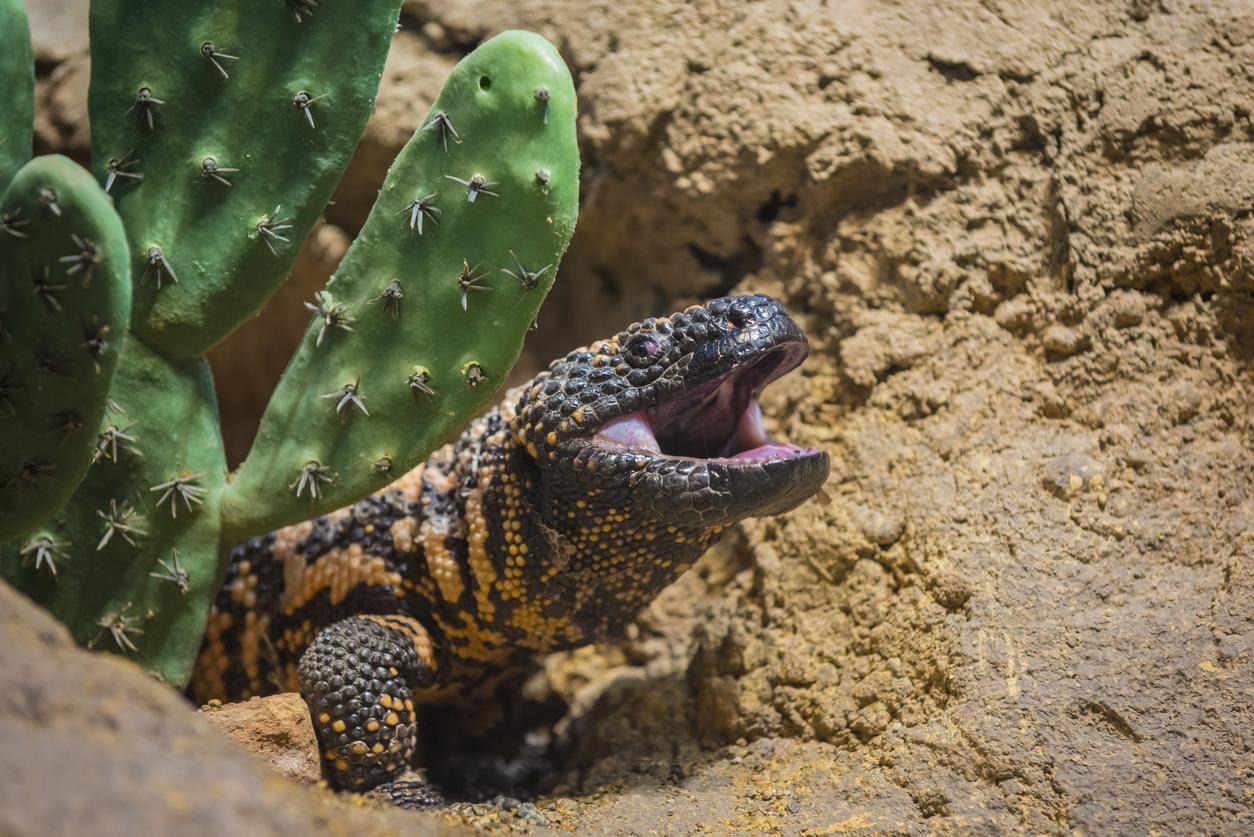 Lizard saliva-based scanner detects rare pancreatic tumor