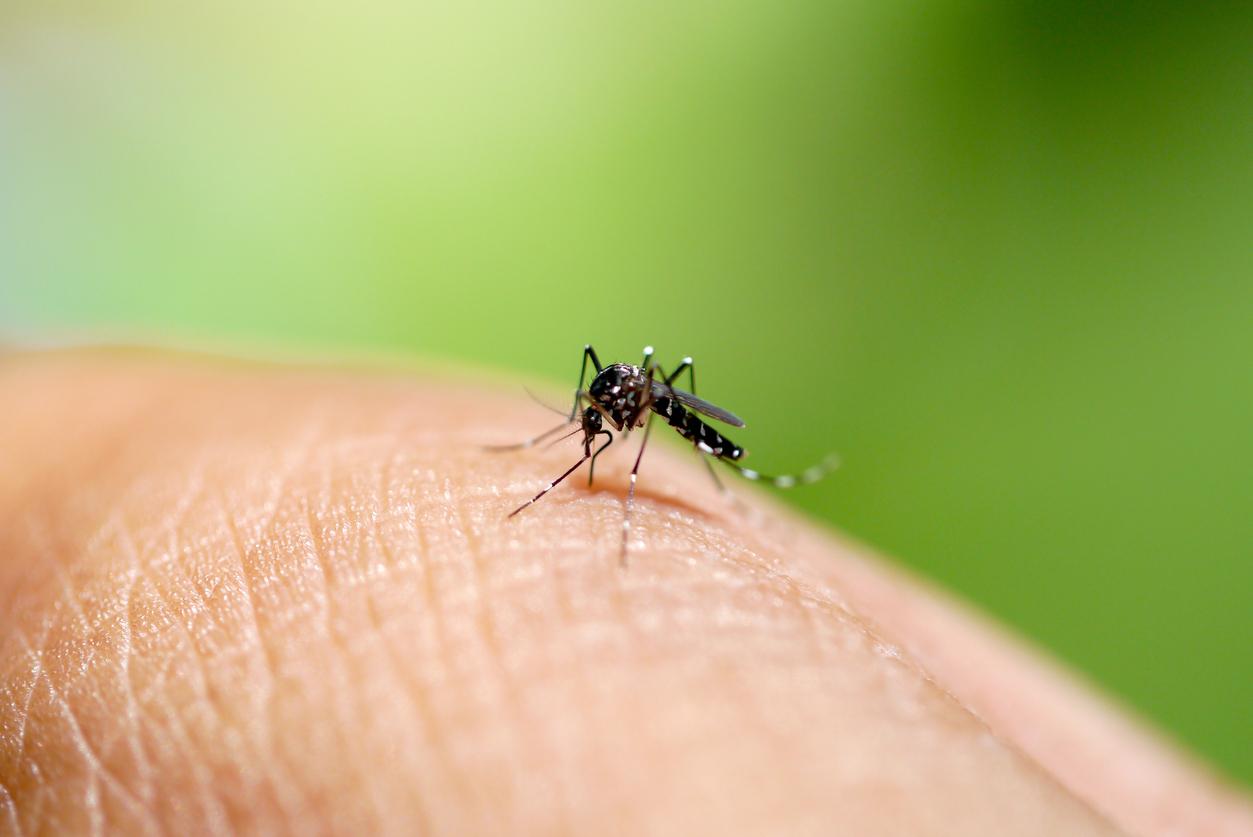 Mosquito-borne diseases on the rise in EU