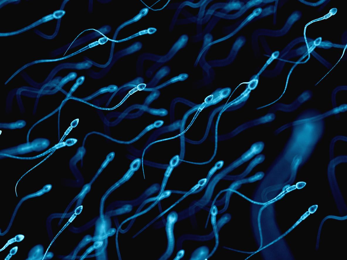 Grossesse : les spermatozoïdes défectueux doubleraient le risque de pré-éclampsie