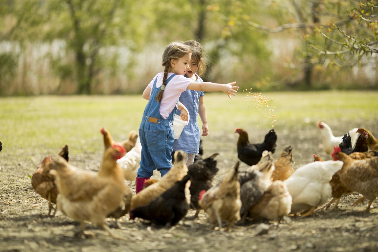 Grandir dans une ferme protègerait-il les enfants des allergies ?