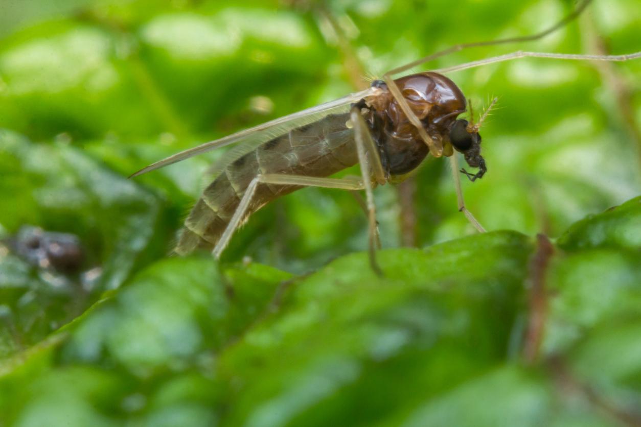 Quel est le phlébotome, cet insecte qui peut transmettre une maladie aux humains ?