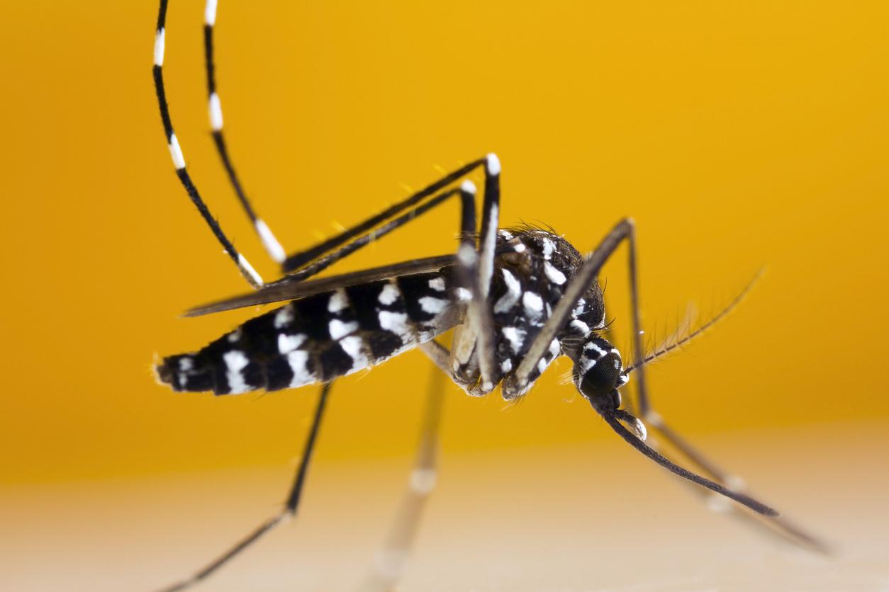 Chikungunya, dengue, Zika : presque toute la France en forte vigilance à cause des moustiques tigres