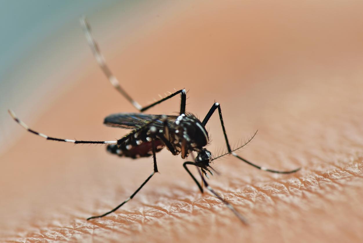 Réchauffement climatique : les moustiques tigres sont toujours présents