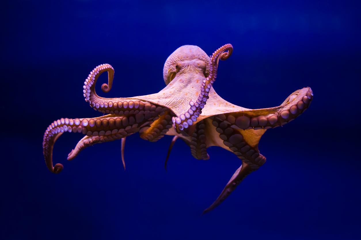 Everything Octopus Skin Can Do To Protect Us From The Sun