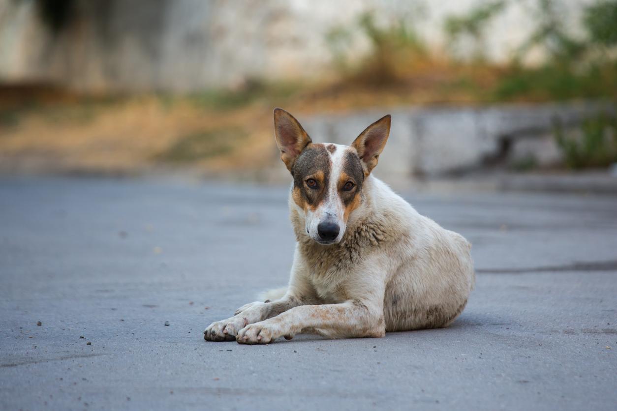 Malaria, rage … What are the most dangerous animals on the planet?