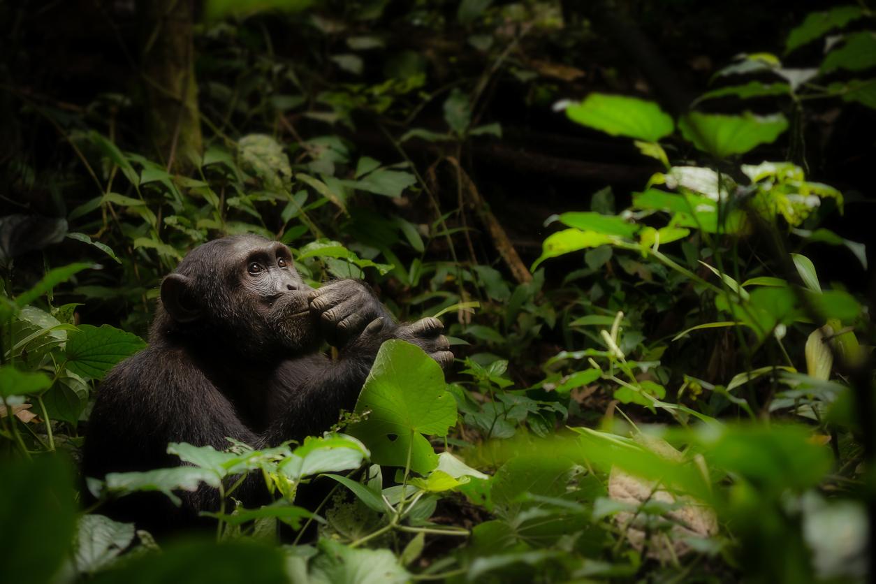 Chimpanzees also treat themselves with medicinal plants