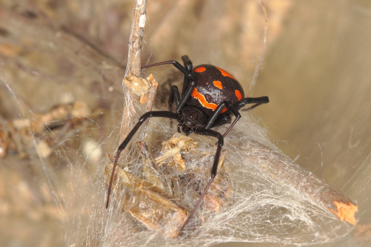 Des anticorps humains capables de neutraliser la toxine de la veuve noire 